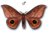 MU