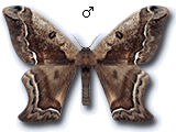 MU