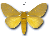 MU
