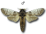 MU