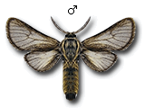 MU