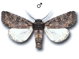 MU