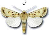 Agrotis (Agrotis) ripae