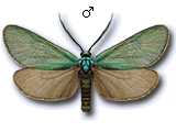 Jordanita (Jordanita) globulariae