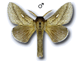 MU