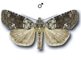 Bryophilinae