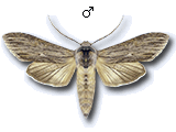 Cucullia chamomillae