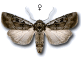 Euxoa (Euxoa) vitta