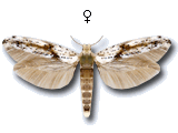 Kessleria (Hofmannia) fasciapennella