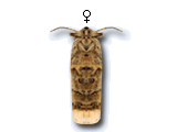 FU
