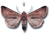 Agrochola (Haemachola) haematidea