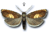 Dichrorampha heegerana