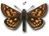 Heteropterinae