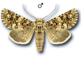 Hadena (Anepia) irregularis