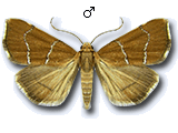 Prochoristis crudalis
