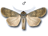 Rhyacia (Rhyacia) lucipeta