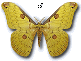 MU