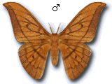 MU