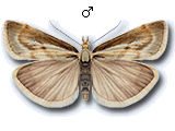 Catoptria petrificella