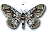 MU