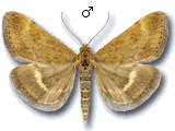 Pyrausta despicata