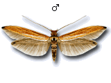 Coleophora ochrea