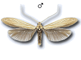 Coleophora peribenanderi