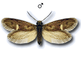 Eriocrania (Heringocrania) unimaculella