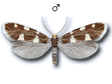 Alloclemensia mesospilella