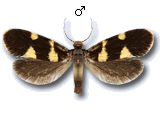 Lampronia luzella