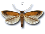 Coptotriche marginea