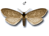 Bacotia claustrella
