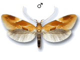 Epicallima formosella