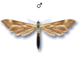 Gillmeria pallidactyla
