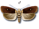 Depressariinae