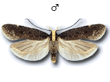 Aroga flavicomella
