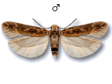 Scrobipalpa salinella