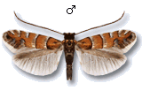 Phyllonorycter stettinensis