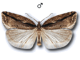 Acleris umbrana