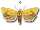MU