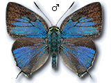 MU
