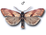 Cochylis roseana