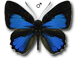 MU