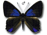 MU