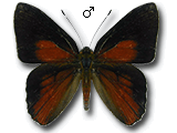 MU