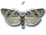 Eana (Subeana) canescana