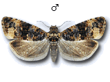Endothenia marginana