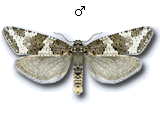 Xerocnephasia rigana