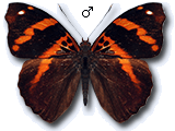 MU