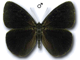 MU